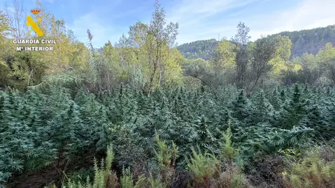 La Guardia Civil desmantela dos plantaciones de marihuana en Cirat con más de 4.000 plantas La Guardia Civil desmantela dos plantaciones de marihuana en Cirat con más de 4.000 plantas