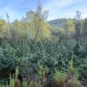 La Guardia Civil desmantela dos plantaciones de marihuana en Cirat con más de 4.000 plantas