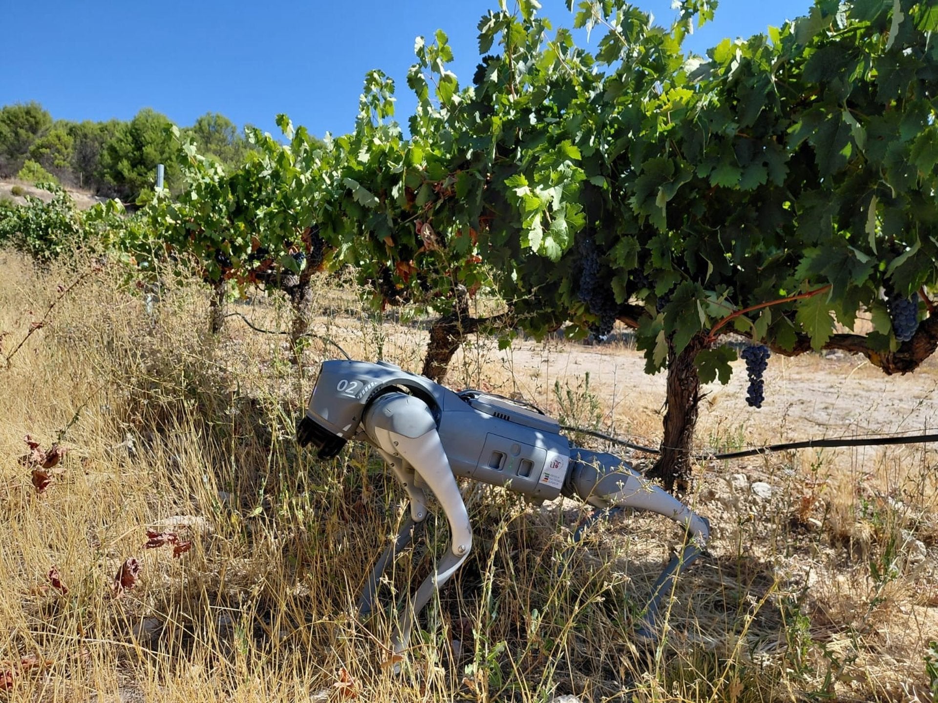El Ctaex presenta un "perro robot" para explorar nuevas aplicaciones de la Agricultura 5.0 en varios entornos de cultivo El Ctaex presenta un "perro robot" para explorar nuevas aplicaciones de la Agricultura 5.0 en varios entornos de cultivo