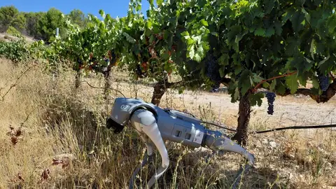 El Ctaex presenta un "perro robot" para explorar nuevas aplicaciones de la Agricultura 5.0 en varios entornos de cultivo El Ctaex presenta un "perro robot" para explorar nuevas aplicaciones de la Agricultura 5.0 en varios entornos de cultivo