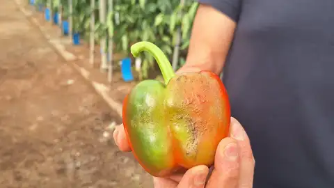 Nada ni nadie puede con la plaga del Thrips Parvispinus Nada ni nadie puede con la plaga del Thrips Parvispinus