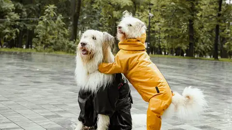 Dos perros vestidos con chubasqueros Dos perros vestidos con chubasqueros