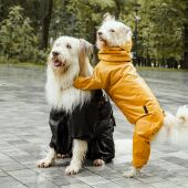 Dos perros vestidos con chubasqueros