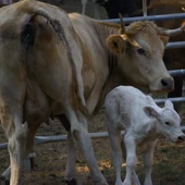 Una vaca y su ternero, el pasado agosto en Ourense, Galicia (España)./ Rosa Veiga / Europa Press Una vaca y su ternero, el pasado agosto en Ourense, Galicia (España)./ Rosa Veiga / Europa Press