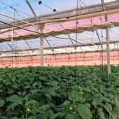 El campo se tiñe de mallas rojas