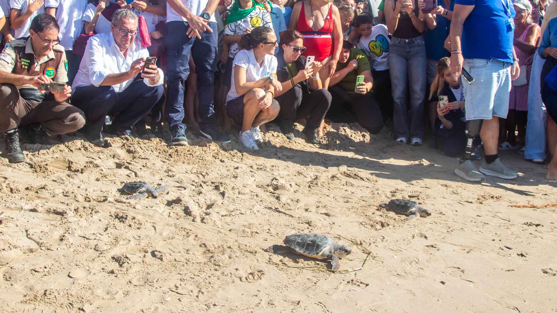 Vuelven al mar siete tortugas bobas nacidas en Benidorm el pasado verano Vuelven al mar siete tortugas bobas nacidas en Benidorm el pasado verano
