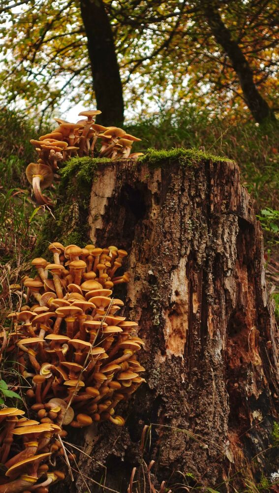 Otoño, tiempo de setas