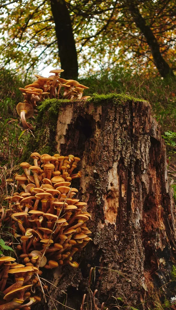 Otoño, tiempo de setas Otoño, tiempo de setas