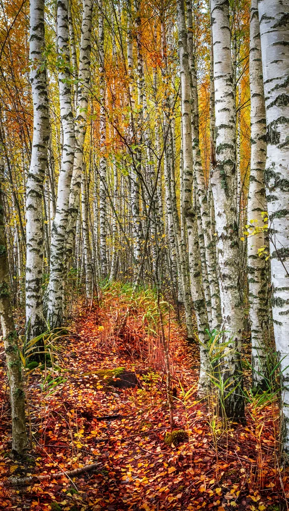 Bosque de abedules en otoño Bosque de abedules en otoño