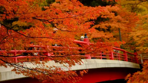 Momiji japonés Momiji japonés