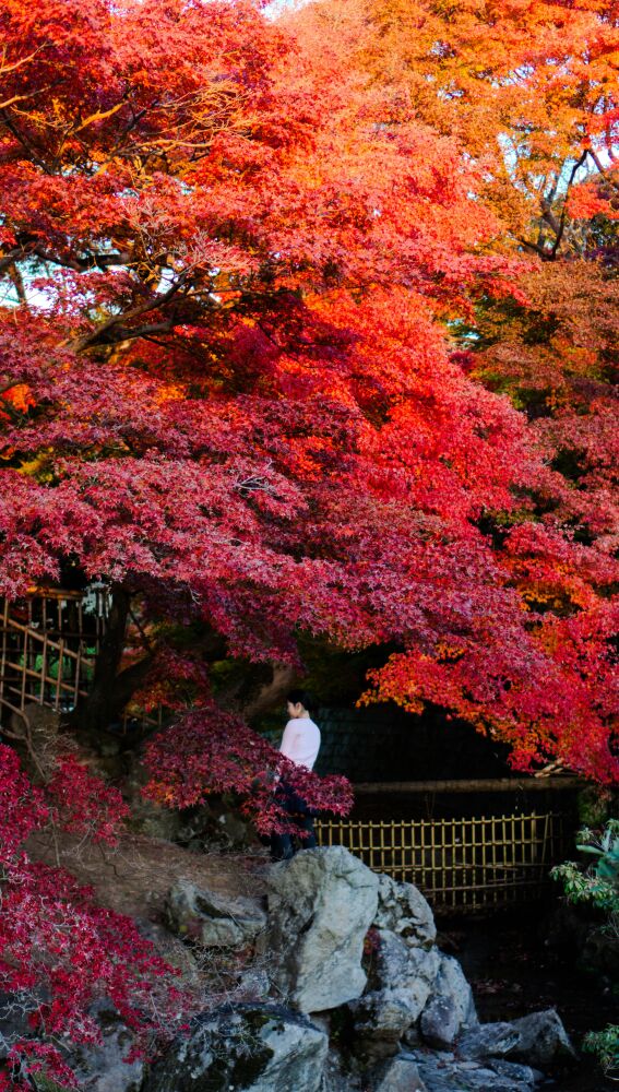 Los colores encendidos del otoño japonés