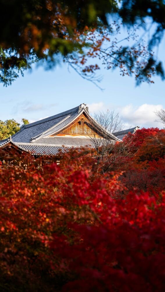 Momiji con arquitectura tradicional japonesa