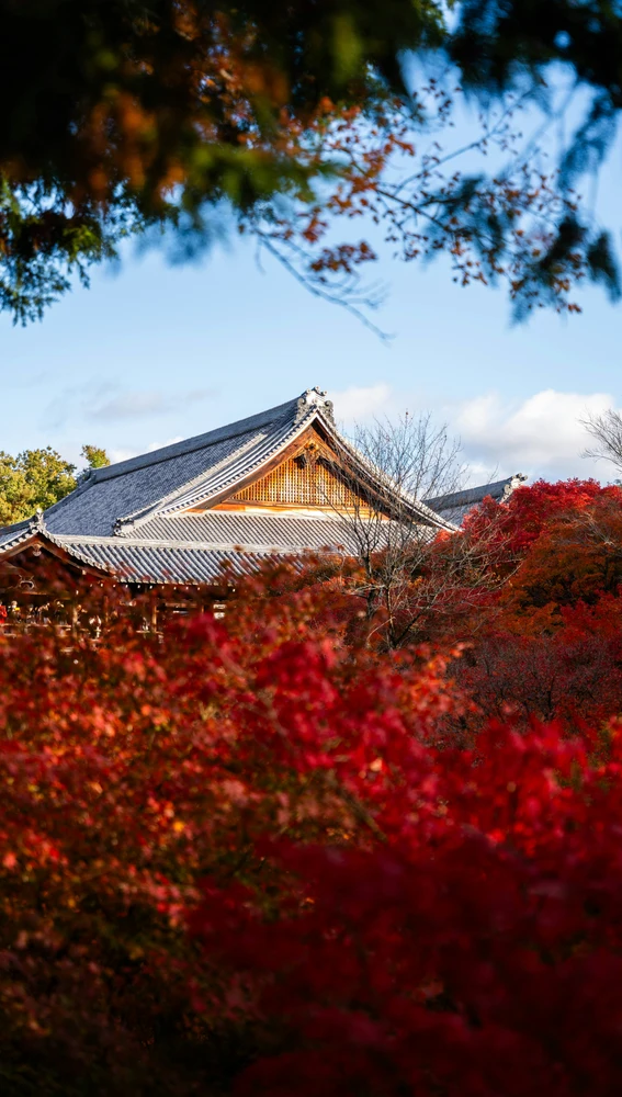 Momiji con arquitectura tradicional japonesa Momiji con arquitectura tradicional japonesa