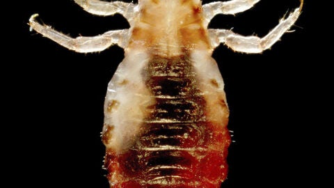 El genoma del piojo humano