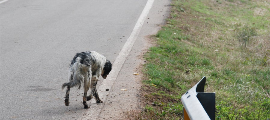 Perros abandonados, un drama Perros abandonados, un drama