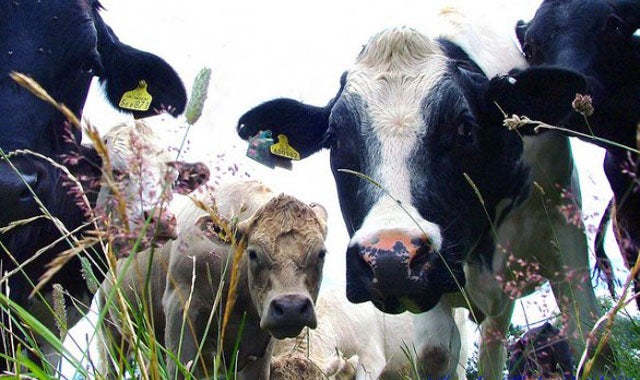 Historia de las vacas que sabían nadar Historia de las vacas que sabían nadar