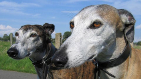 Maltrato de Galgos en Mascoteros