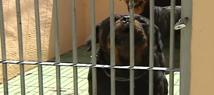Dos perros de raza peligrosa hieren gravemente a un niño en Boadilla del Monte Dos perros de raza peligrosa hieren gravemente a un niño en Boadilla del Monte