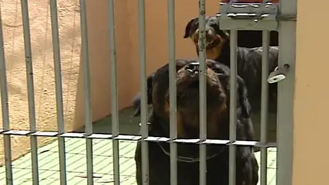 Dos perros de raza peligrosa hieren gravemente a un niño en Boadilla del Monte Dos perros de raza peligrosa hieren gravemente a un niño en Boadilla del Monte