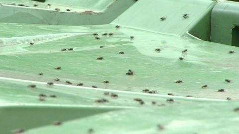 Plaga de moscas en Zegama
