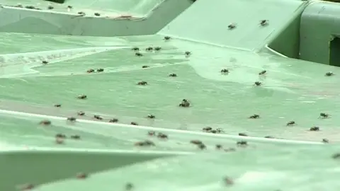 Plaga de moscas en Zegama Plaga de moscas en Zegama