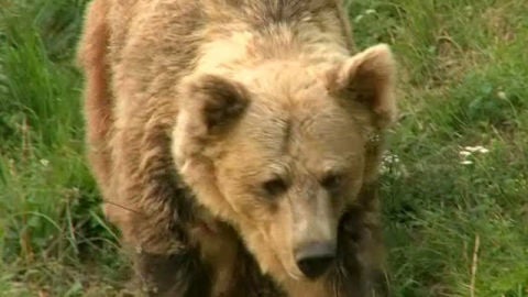 Un oso pardo