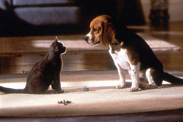 Naturaleza: ¿Por qué los perros son más obedientes que los gatos? Naturaleza: ¿Por qué los perros son más obedientes que los gatos?