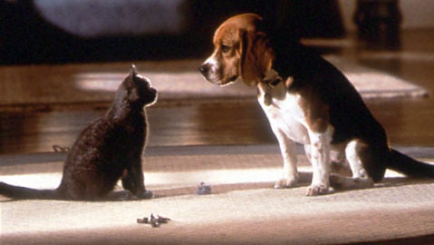 El per&iacute;odo de tregua est&aacute; a punto de finalizar entre los perros y los gatos