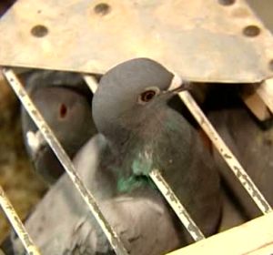 Las palomas mensajeras serán consideras deportistas oficiales Las palomas mensajeras serán consideras deportistas oficiales