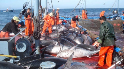 La pesca del at&uacute;n rojo