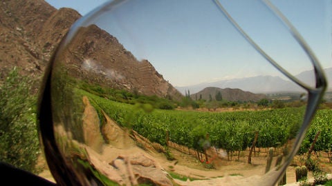 Copa de vino en vi&ntilde;edo