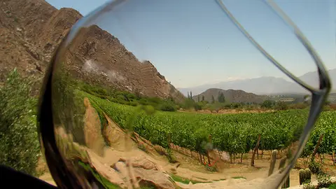 Copa de vino en viñedo Copa de vino en viñedo