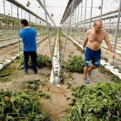 Trabajadores arrancan plantaciones de pepino de un invernadero en Las Norias (Almería)