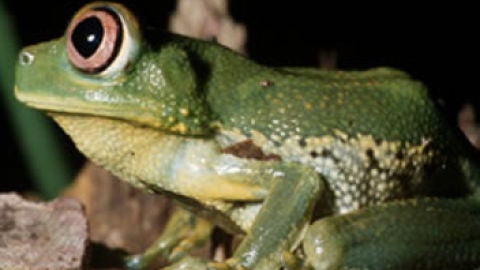 Anfibio de Madagascar