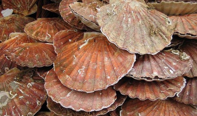 La brújula de la ciencia: ¿Cómo funcionan los ojos de las vieiras? La brújula de la ciencia: ¿Cómo funcionan los ojos de las vieiras?