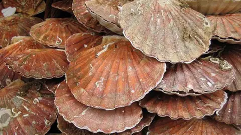 Imagen de unas vieiras Imagen de unas vieiras