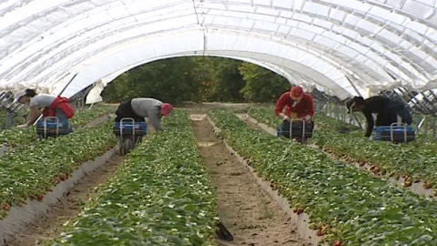 Trabajadores en el campo