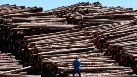 Troncos de madera apilados