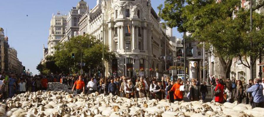Un rebaño de 5.000 ovejas tomó las calles de la capital Un rebaño de 5.000 ovejas tomó las calles de la capital