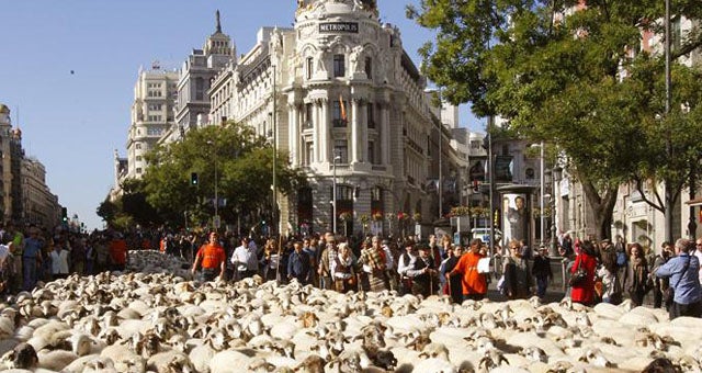 Un millar y medio de ovejas llegan a Madrid en la Fiesta de la Trashumancia Un millar y medio de ovejas llegan a Madrid en la Fiesta de la Trashumancia