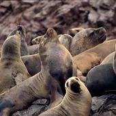 Lobos marinos Lobos marinos