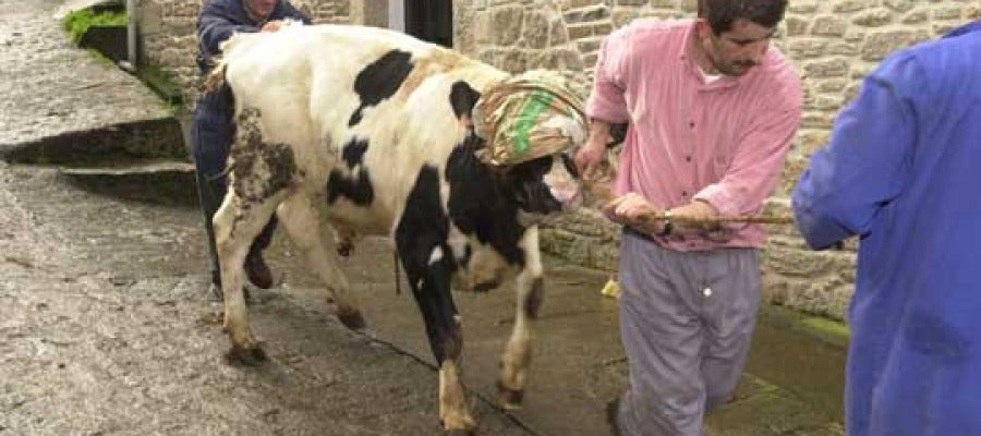 El mal de las vacas locas / Archivo El mal de las vacas locas / Archivo