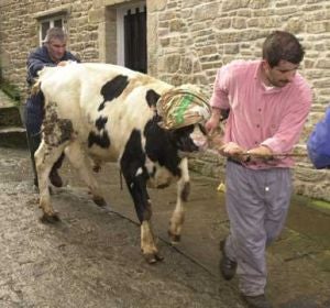 El mal de las vacas locas El mal de las vacas locas