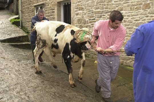 Detectan un caso del mal de las vacas locas tras 15 meses sin darse en España Detectan un caso del mal de las vacas locas tras 15 meses sin darse en España