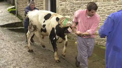 El mal de las vacas locas El mal de las vacas locas