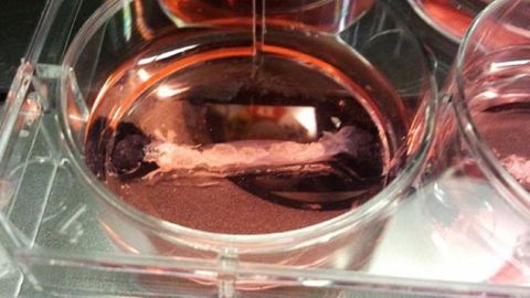 Carne artificial creciendo