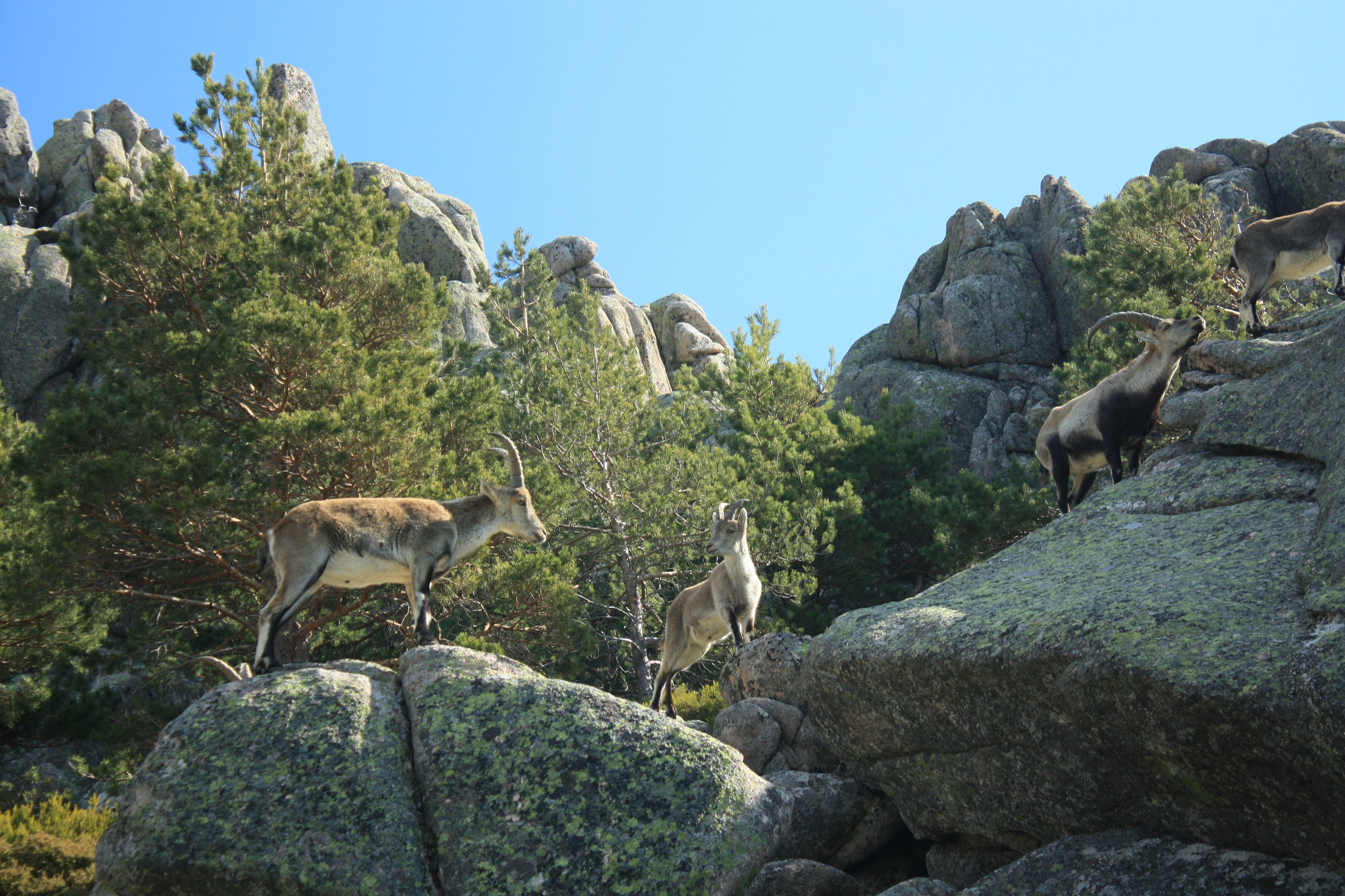 La Justicia paraliza la abatida de cabras montesas en la Sierra de Guadarrama por suponer un "evidente peligro de extinción" La Justicia paraliza la abatida de cabras montesas en la Sierra de Guadarrama por suponer un "evidente peligro de extinción"