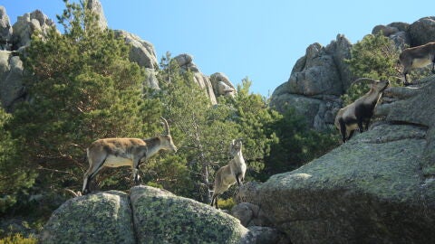 Cabras montesas en la Pedriza