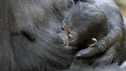 Imagen del bebé gorila en Cabárceno Imagen del bebé gorila en Cabárceno