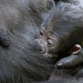 Imagen del bebé gorila en Cabárceno
